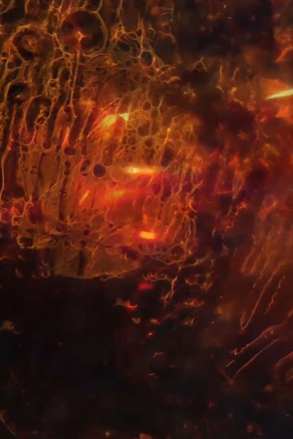 Ritual of Elements backdrop