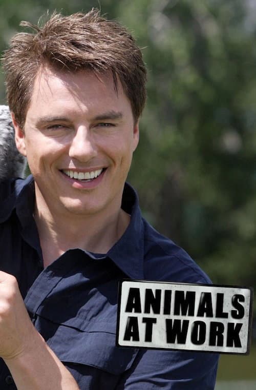 Animals at Work backdrop