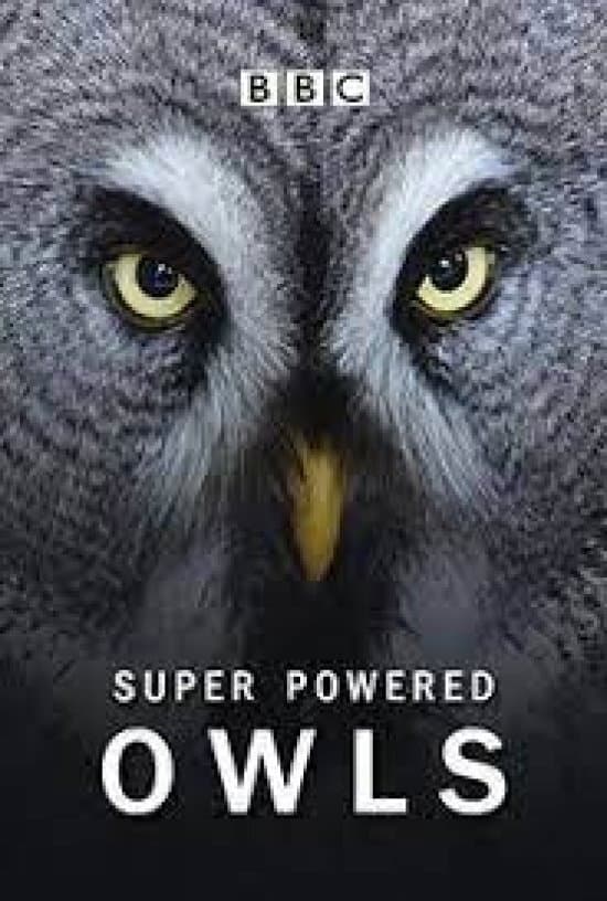 Super Powered Owls backdrop