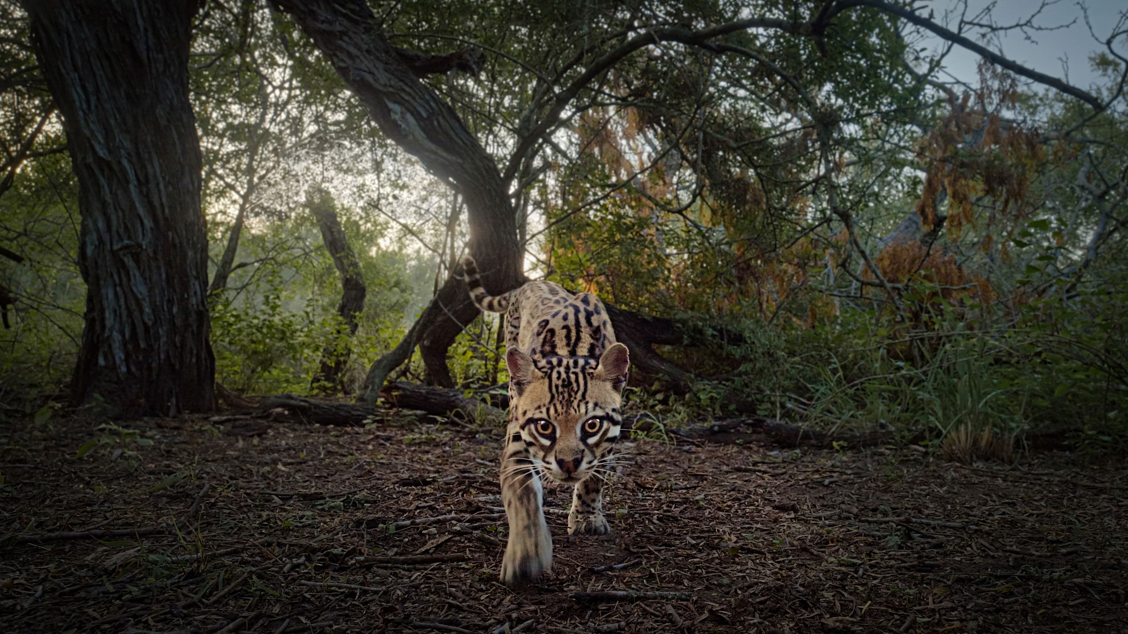 Deep in the Heart: A Texas Wildlife Story backdrop