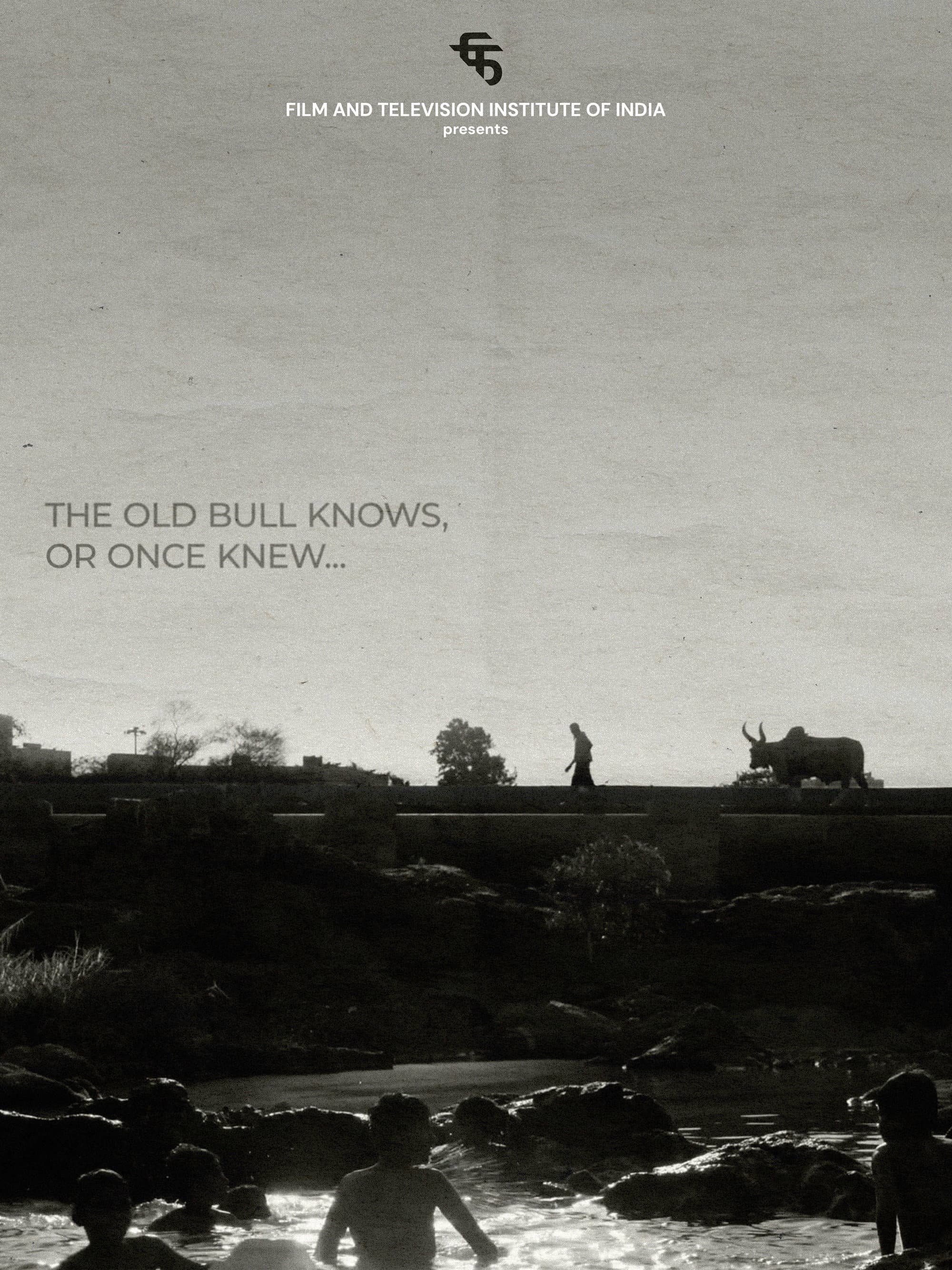 The Old Bull knows, or Once Knew backdrop