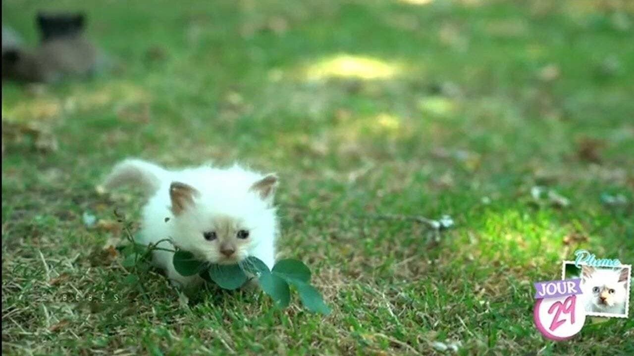 Bébés chats - Les 100 premiers jours de leur vie backdrop