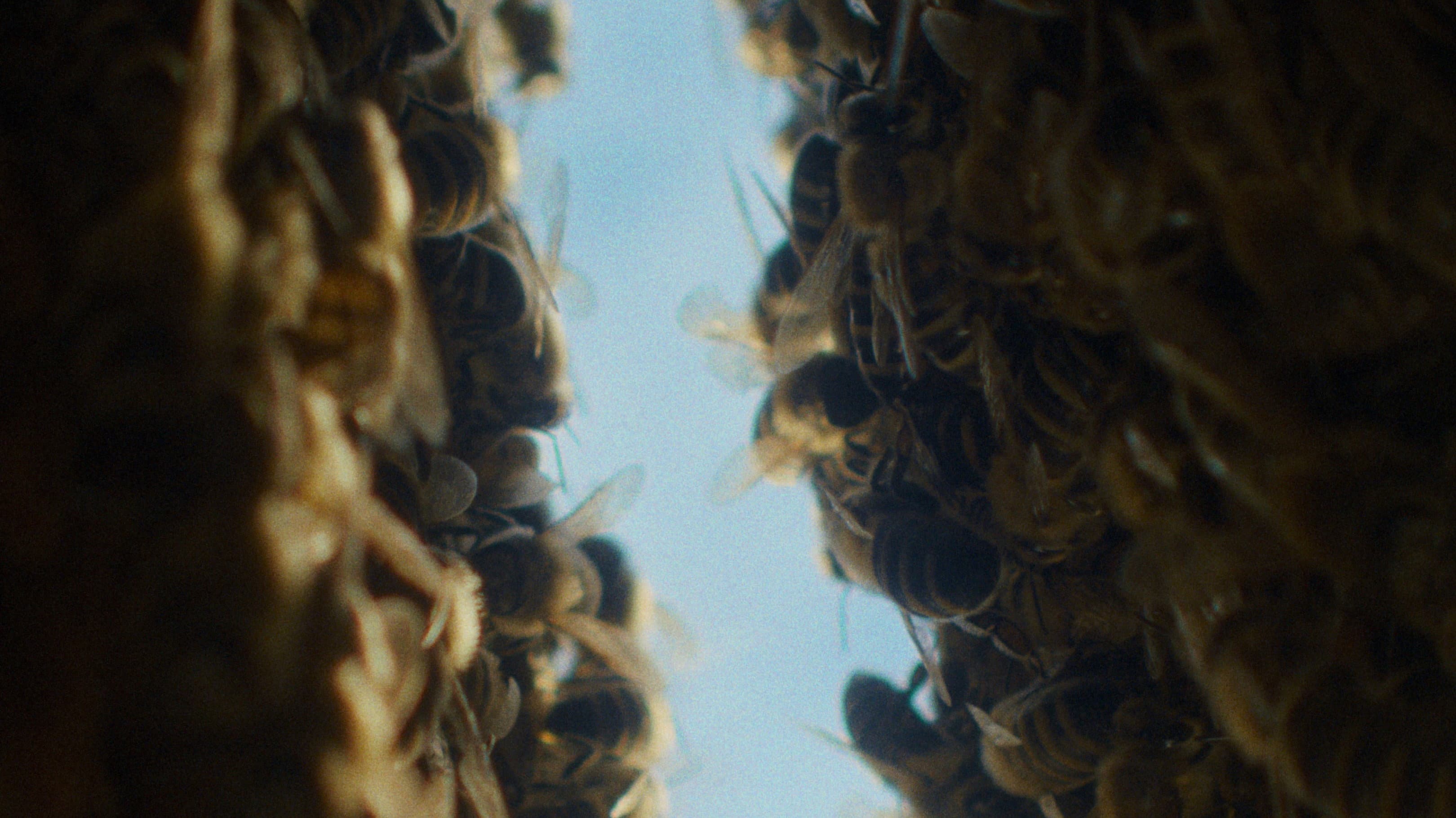 The Quiet Beekeeper backdrop