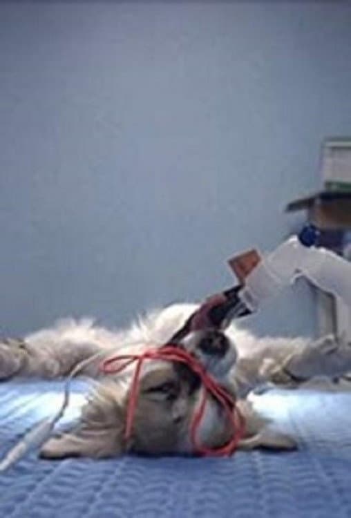 Animals Under Anaesthesia: Speculations on the Dreamlife of Beasts backdrop