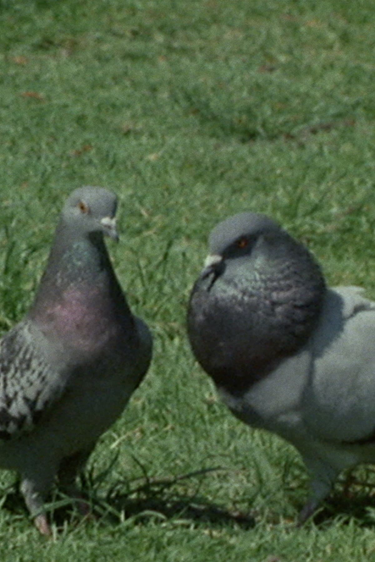 Pigeons in the Square backdrop