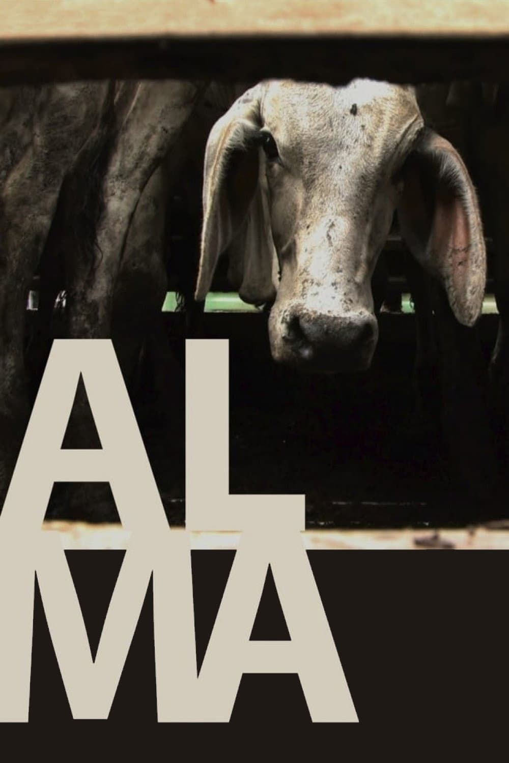 Alma backdrop
