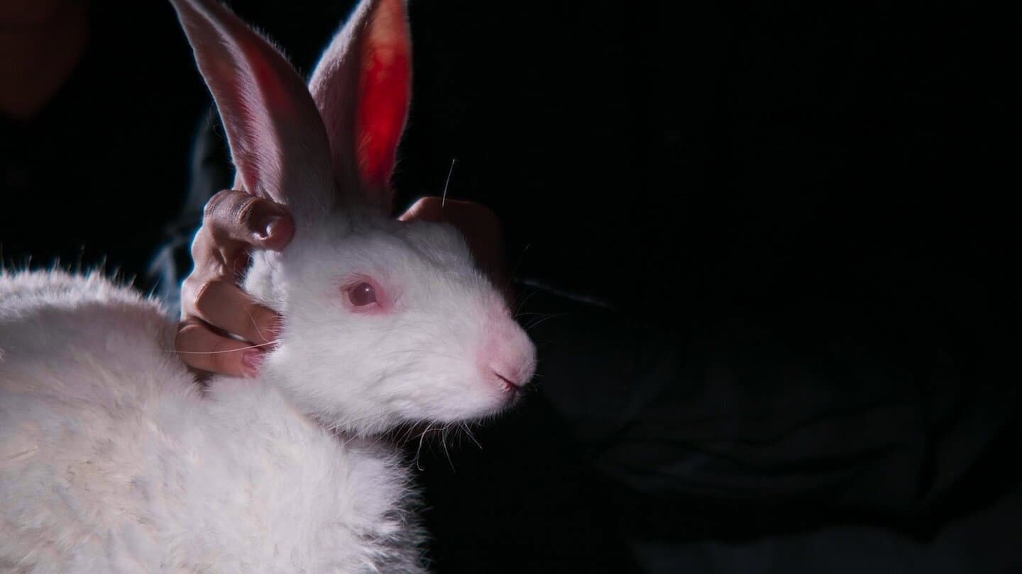 Rabbit 314 backdrop