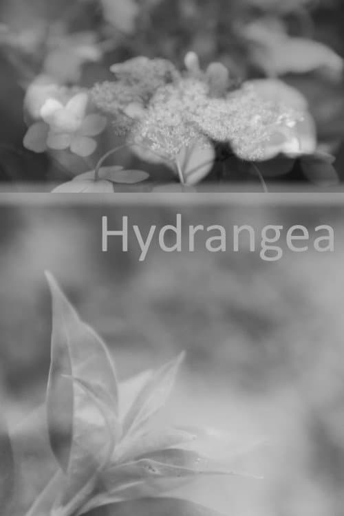 Hydrangea backdrop