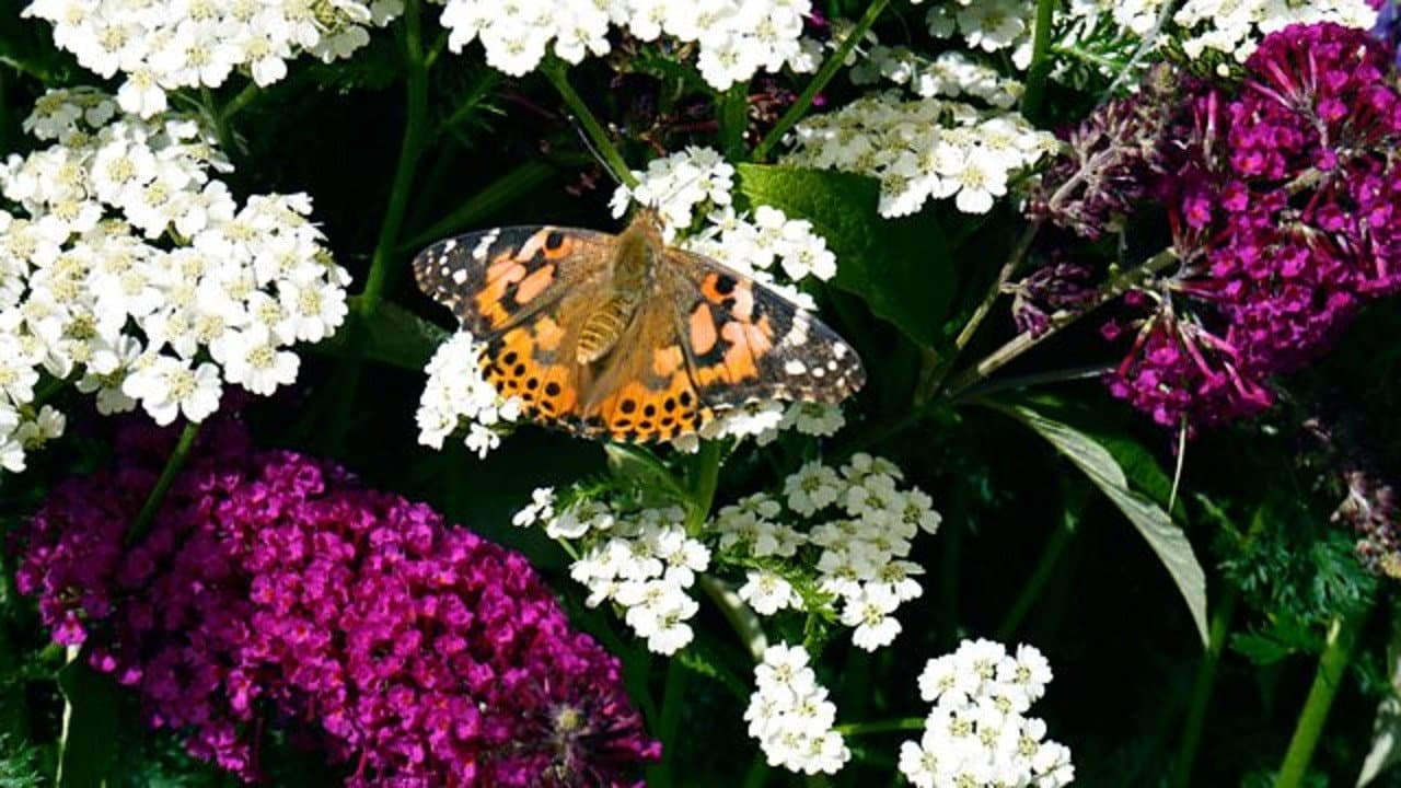 The Great Butterfly Adventure: Africa to Britain with the Painted Lady backdrop