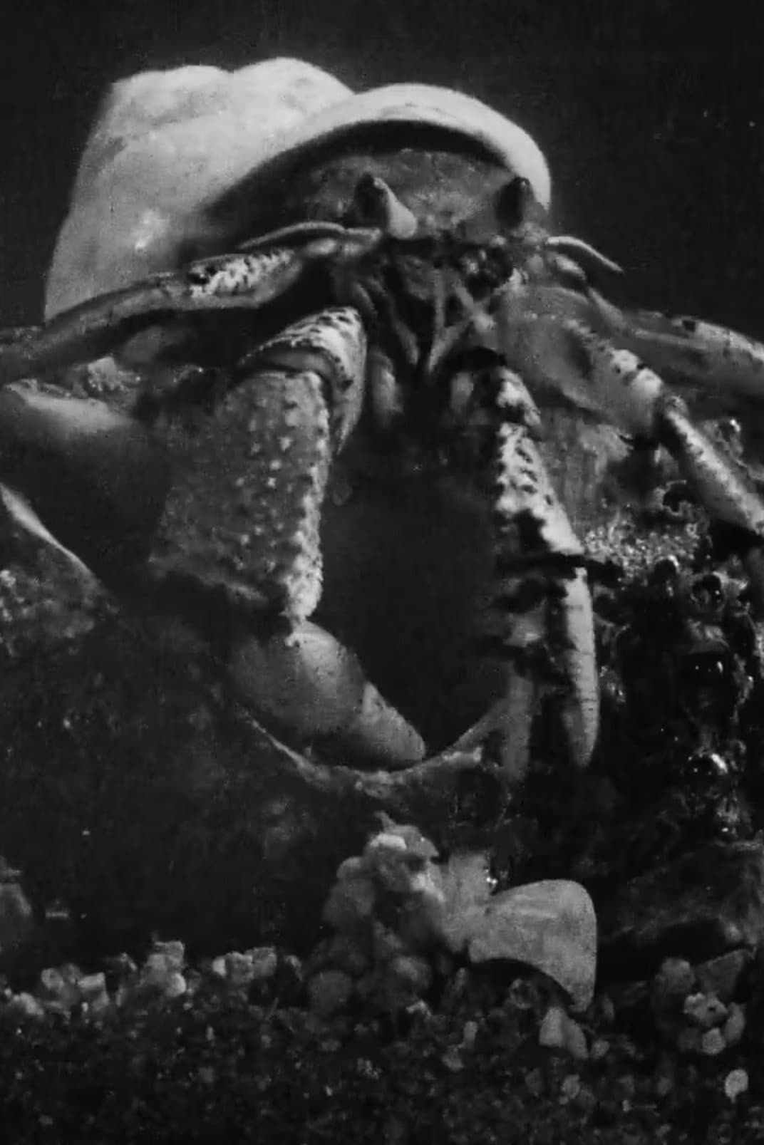 Hermit crab backdrop