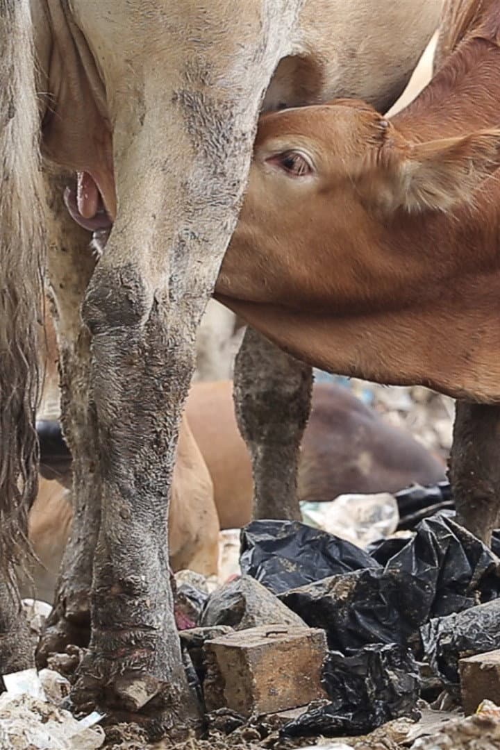 Diary of Cattle backdrop