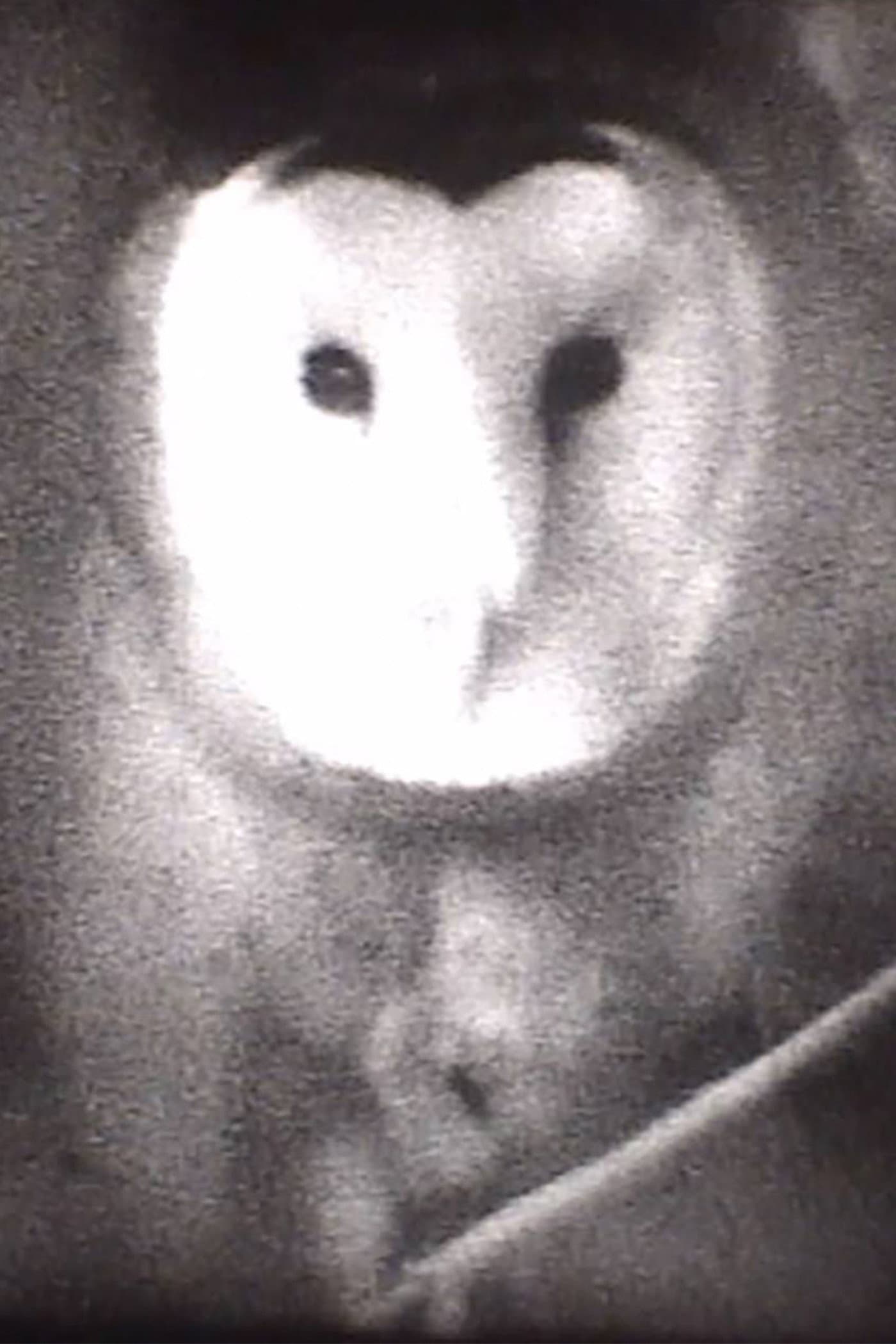Owl backdrop