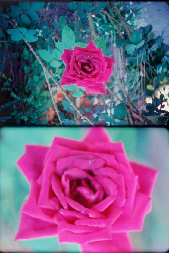 Rose backdrop