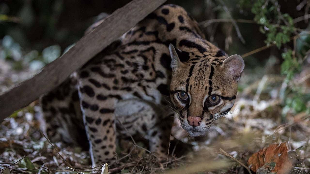 American Ocelot backdrop