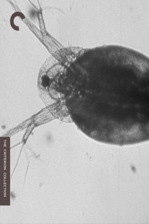 Daphnia backdrop