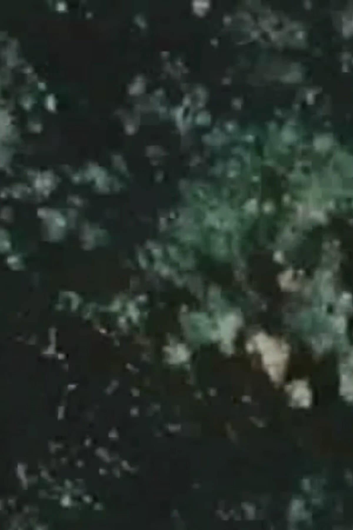 Song 14 backdrop