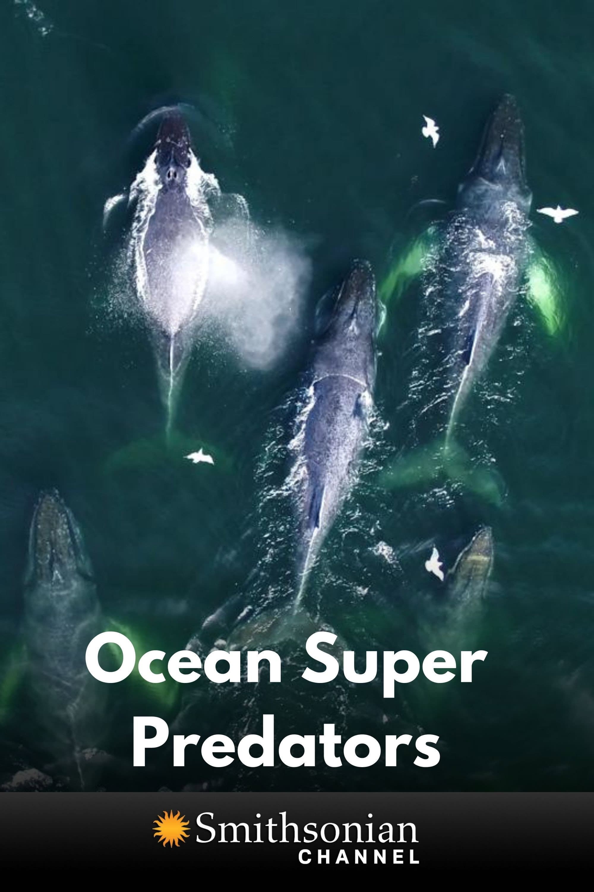 Ocean Super Predators backdrop