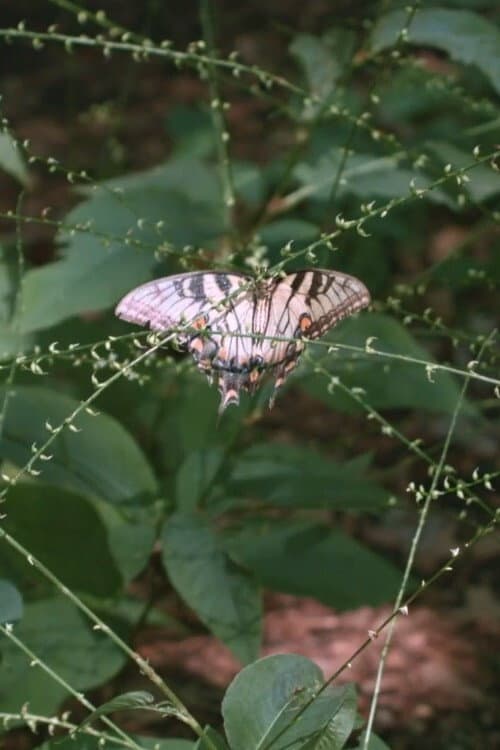 In Our Nature backdrop