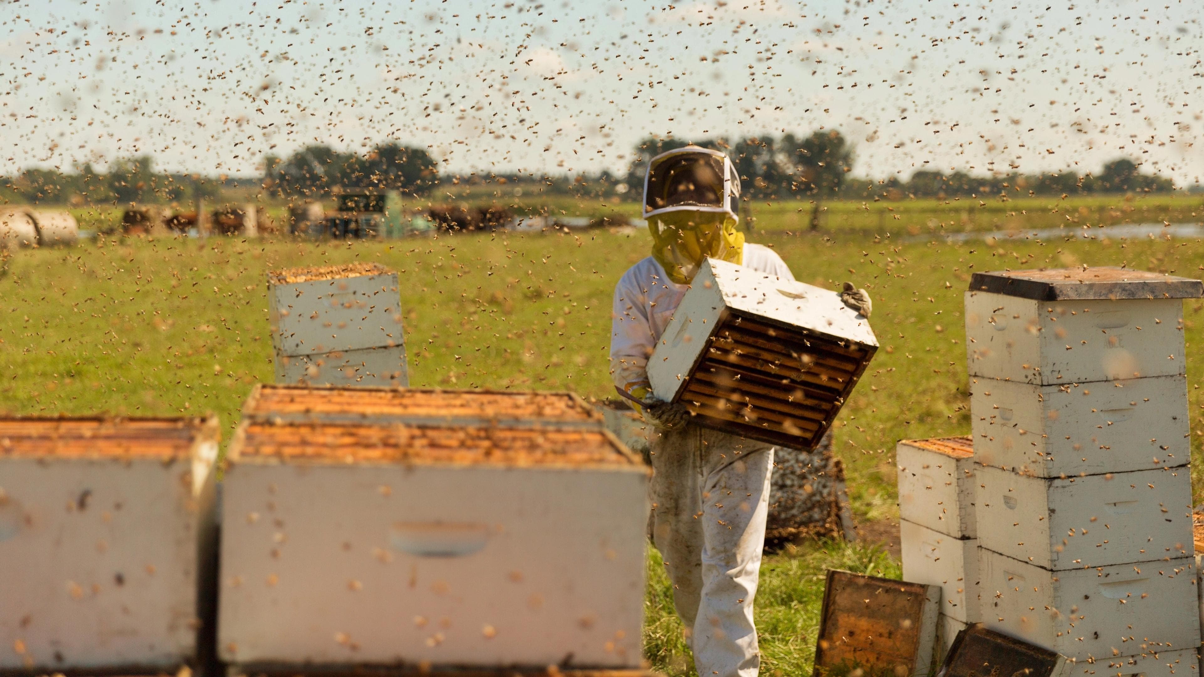 The Pollinators backdrop