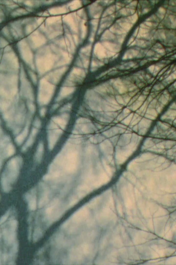 In a Tree’s Shadow II backdrop