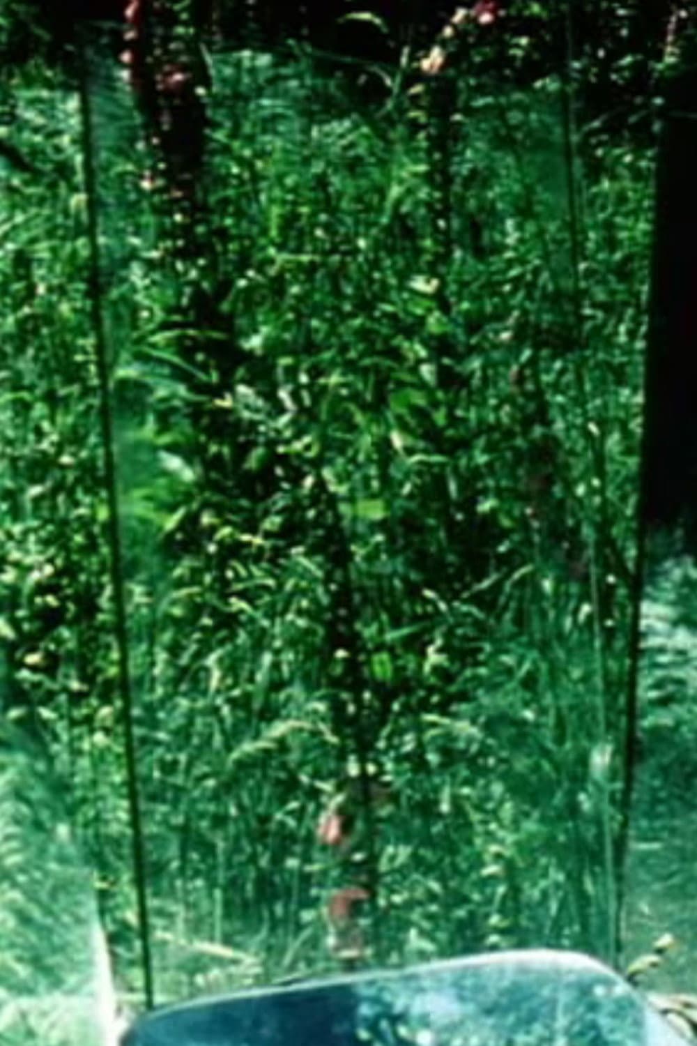 Peripeteia II backdrop
