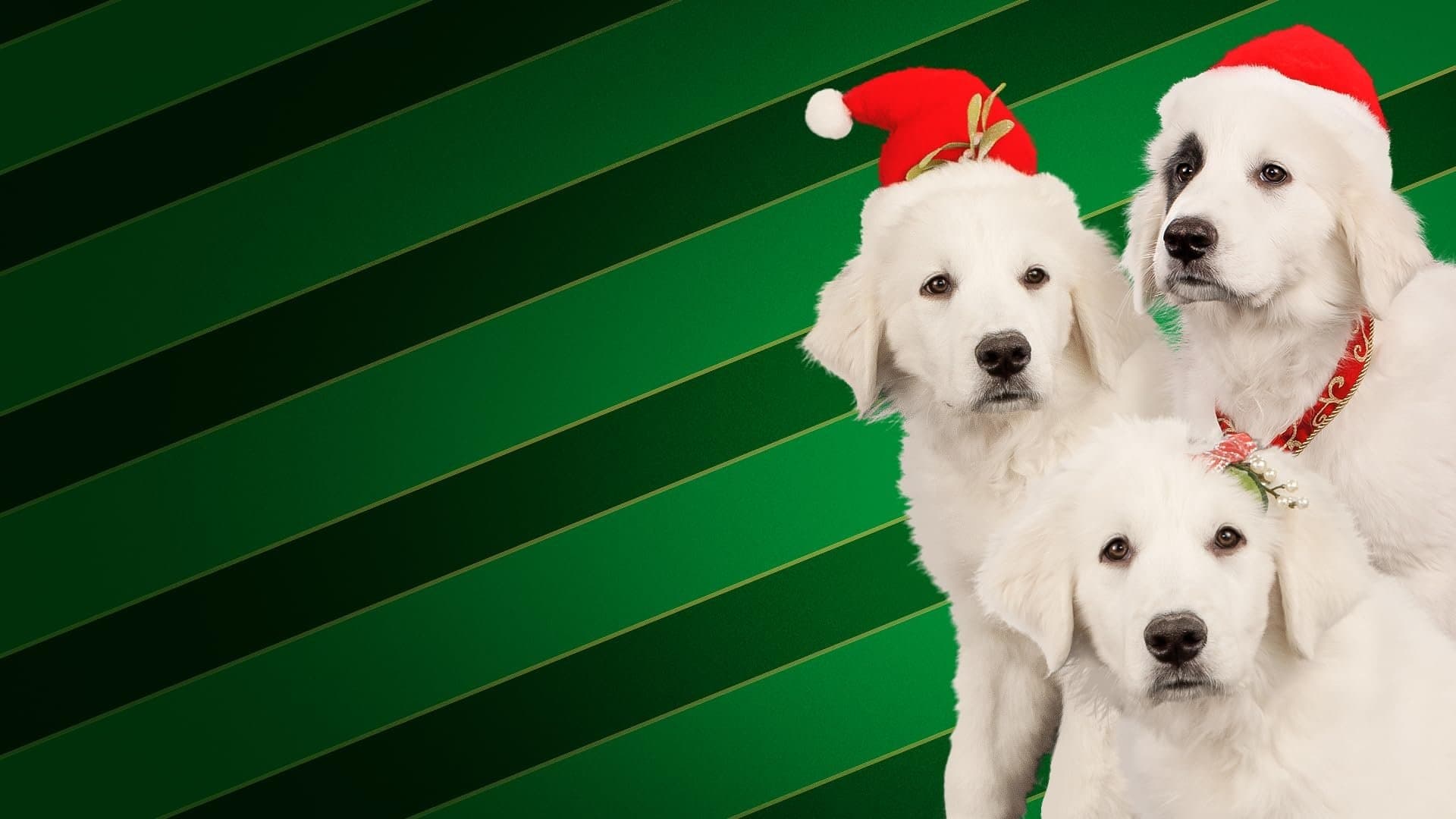 Santa Buddies backdrop