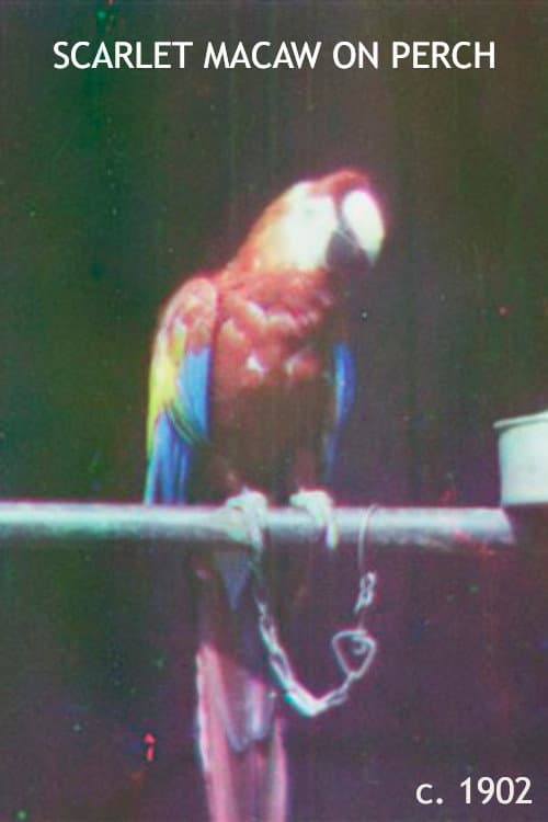 Scarlet Macaw on Perch backdrop