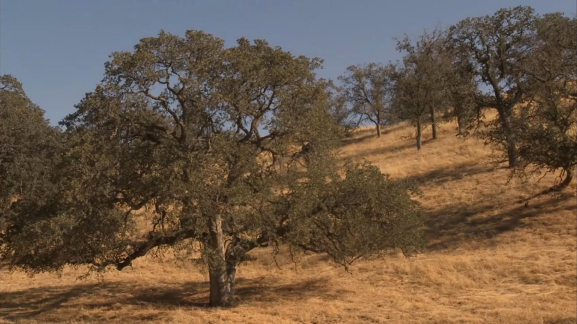 Fall Equinox backdrop
