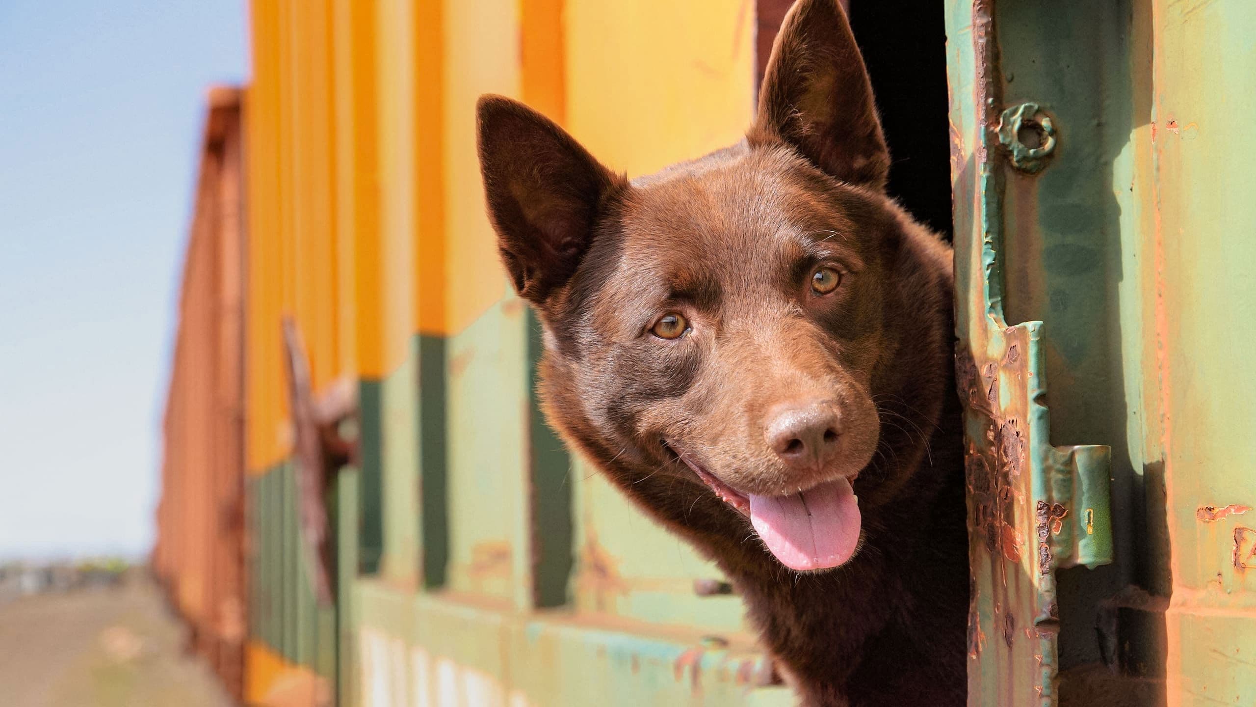 Koko: A Red Dog Story backdrop