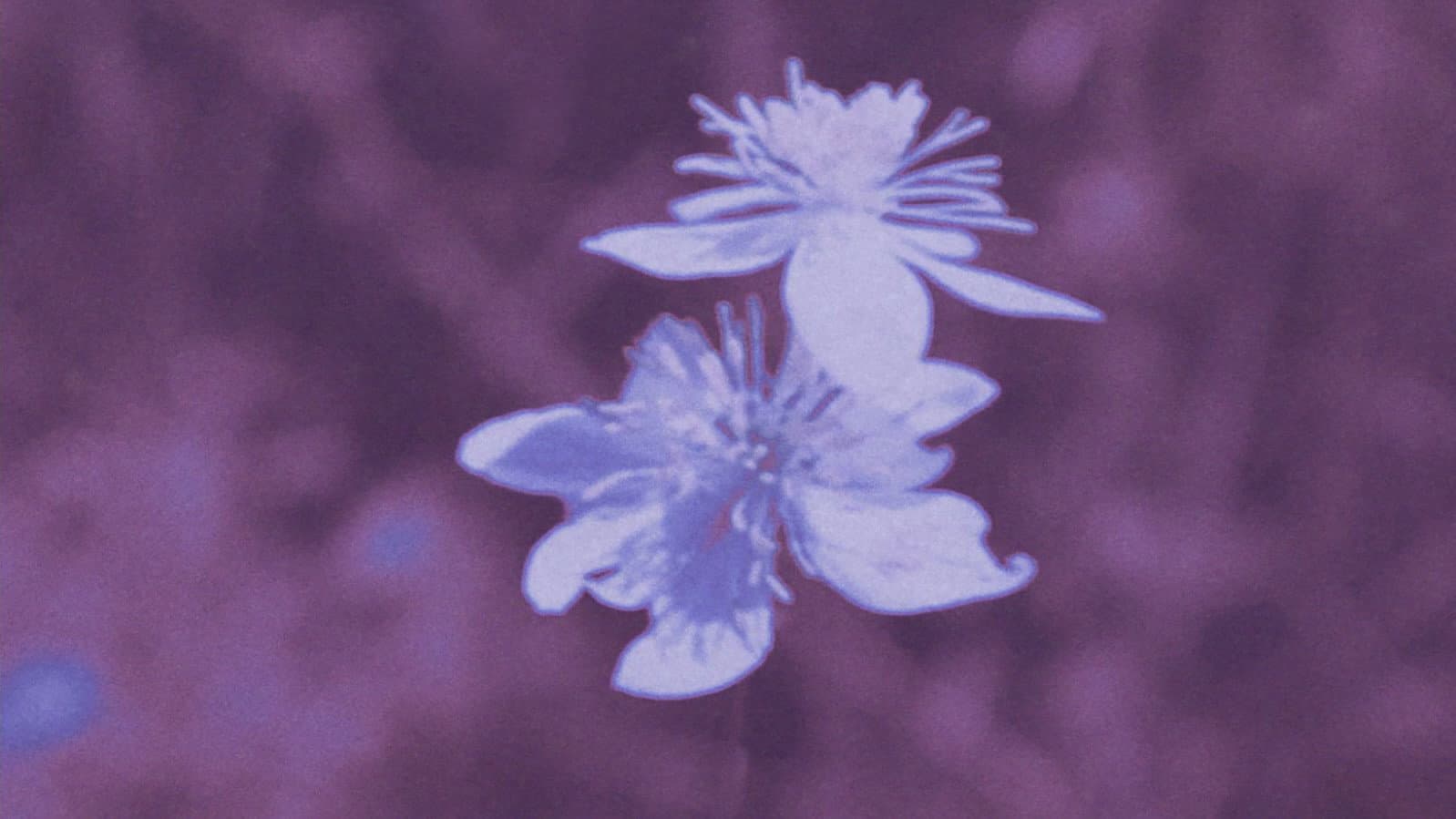 Zinzindurrunkarratz backdrop