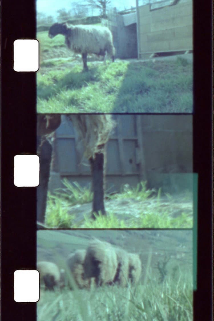 Sheep Reels 1-7 backdrop