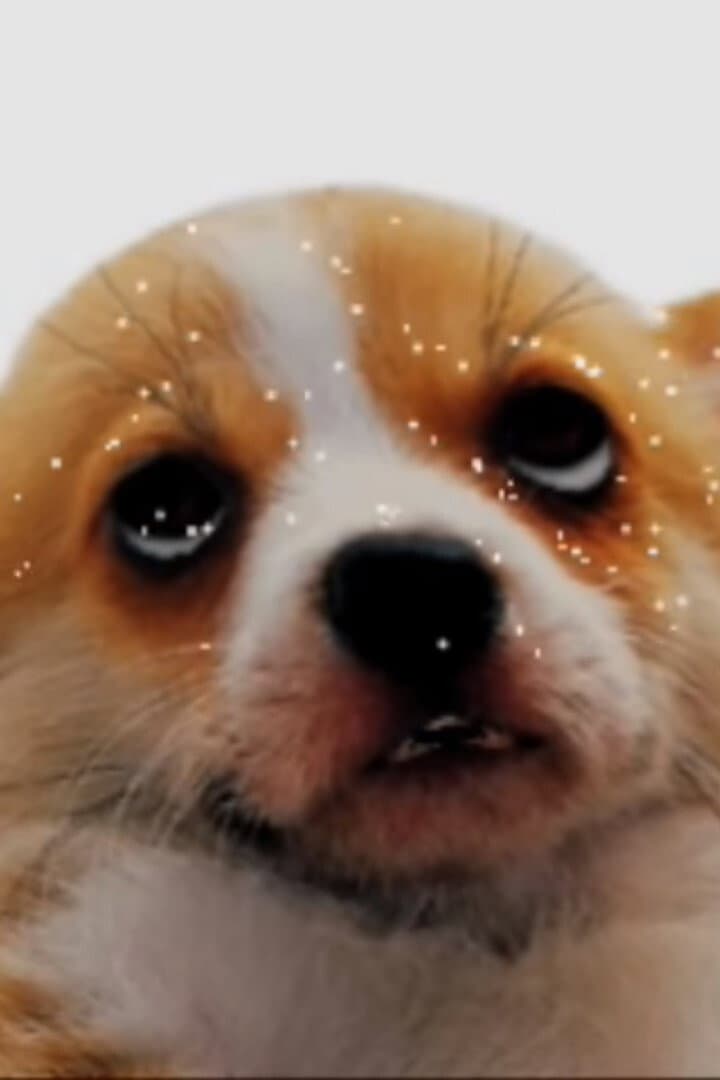 puparazzi backdrop