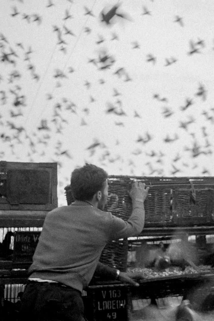 Birds backdrop