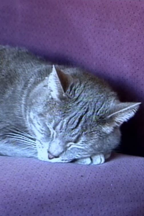 Nine Lives (The Eternal Moment of Now) backdrop