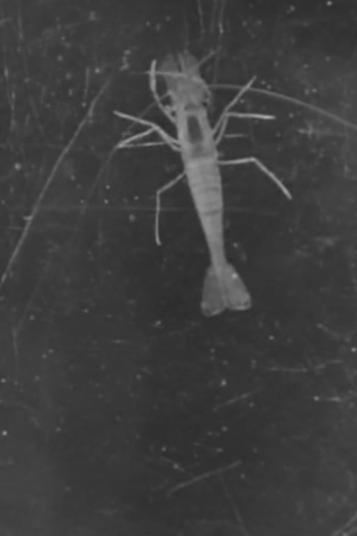 Crabs and Shrimp backdrop