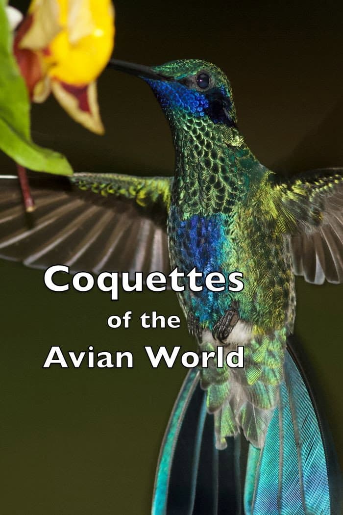 Coquettes of the Avian World backdrop