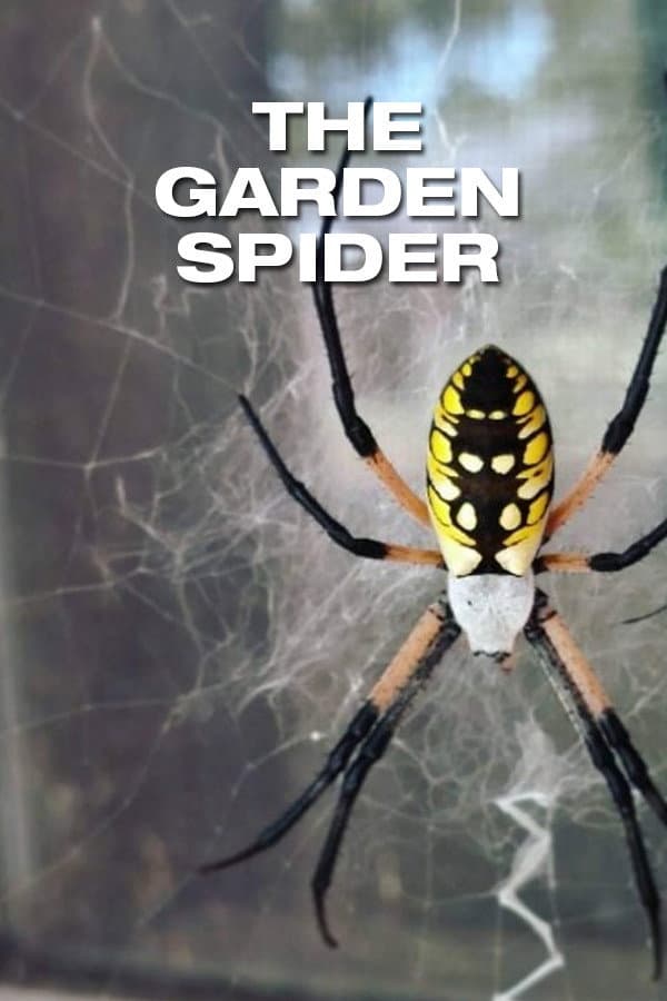 The Garden Spider backdrop