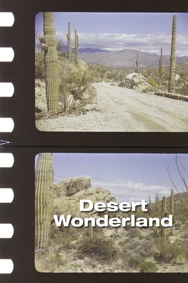Desert Wonderland backdrop