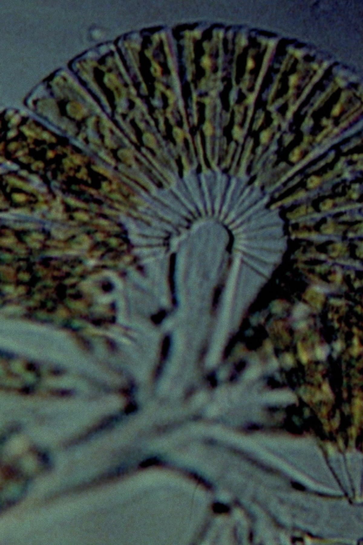 Diatoms backdrop