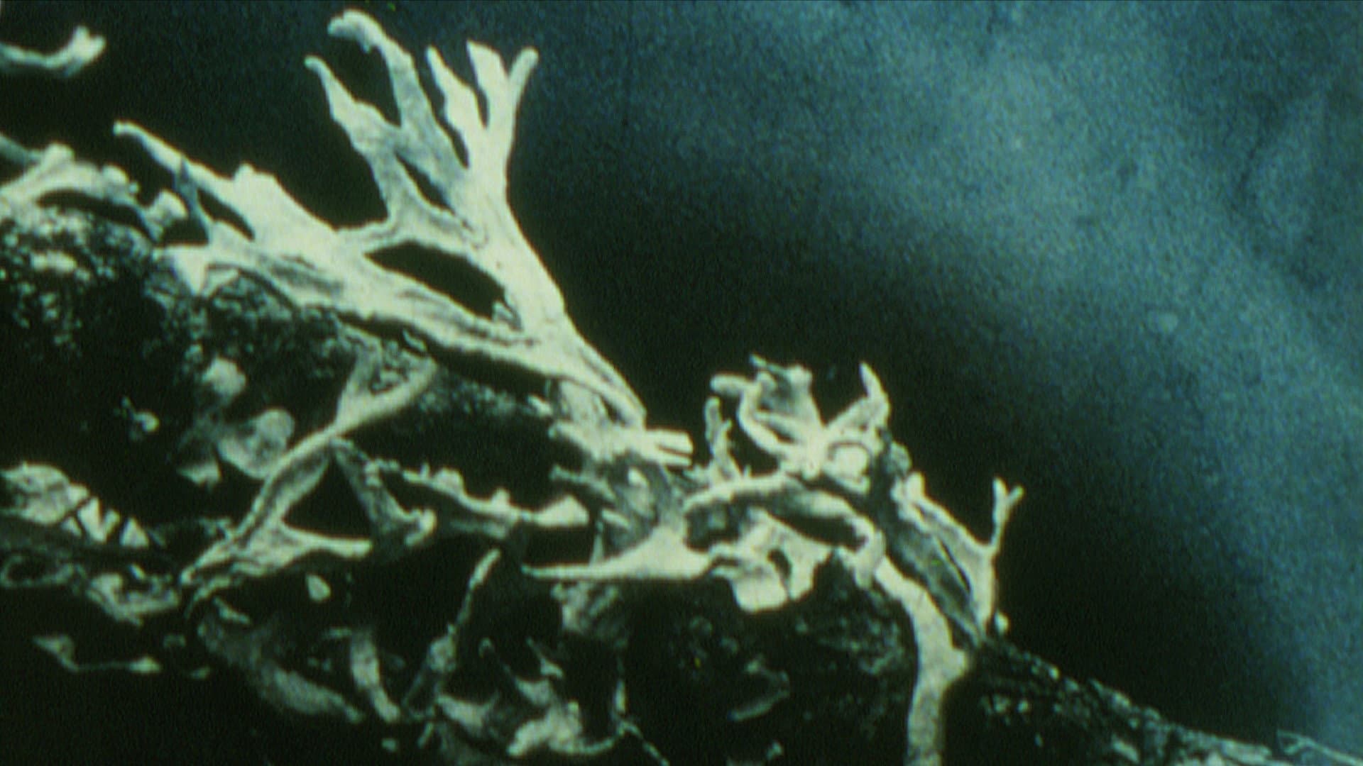 Discoveries on the Forest Floor 1-3 backdrop