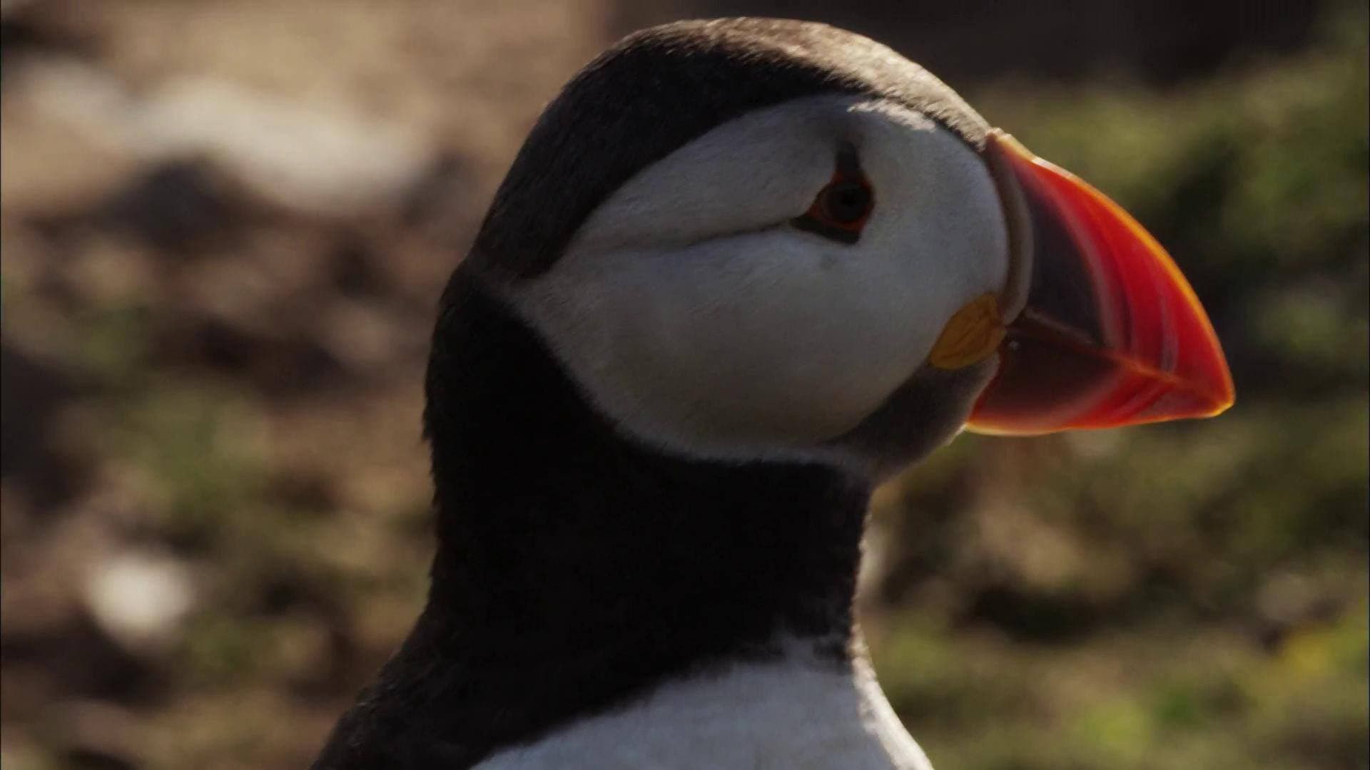 Puffin Patrol backdrop