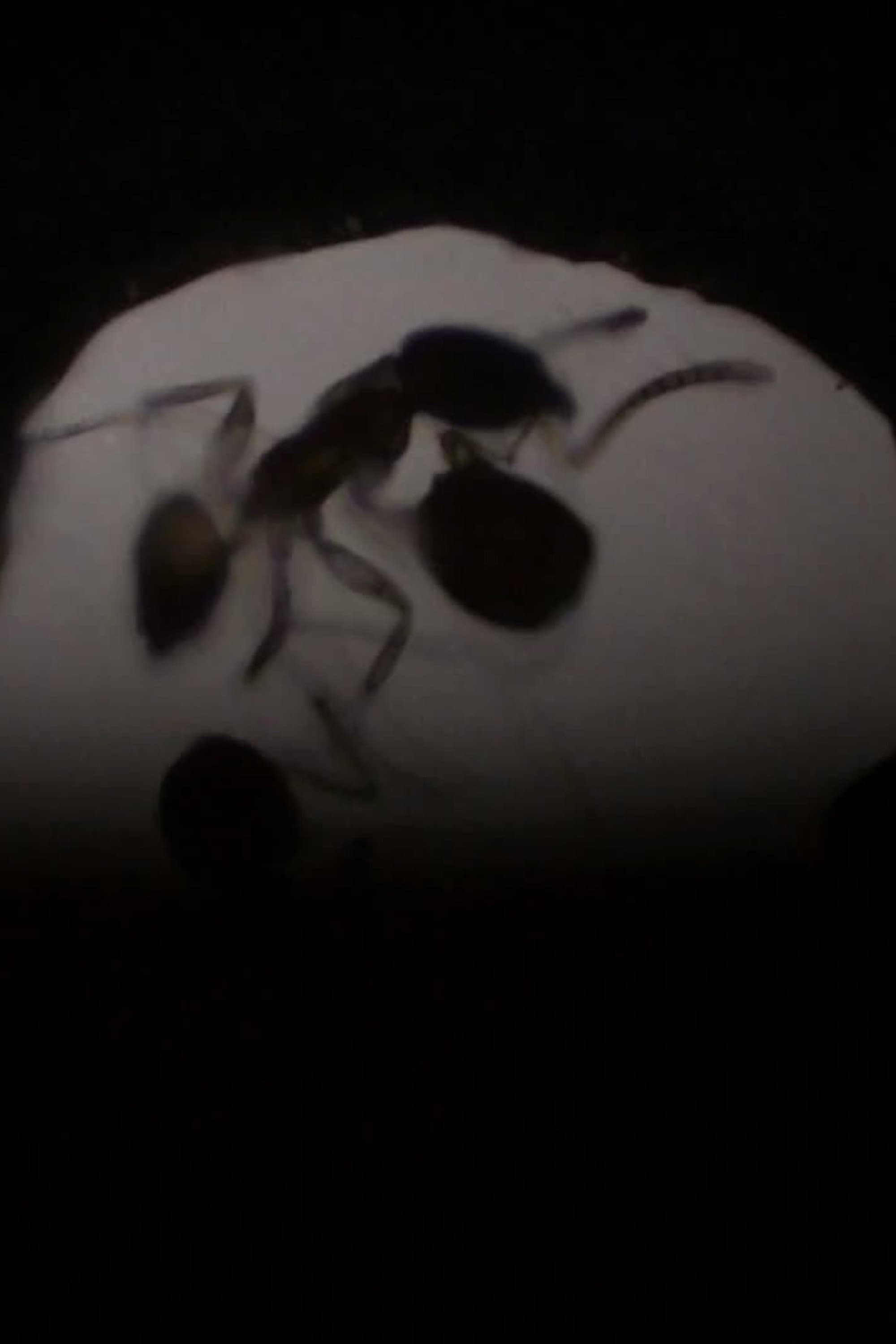 Antfilm backdrop