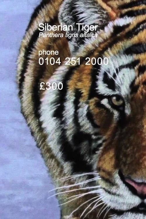 Siberian Tiger backdrop