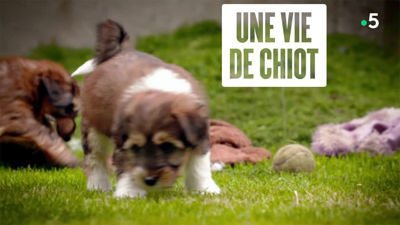 Une vie de chiot backdrop