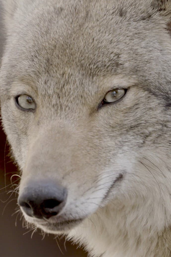 Coywolf backdrop