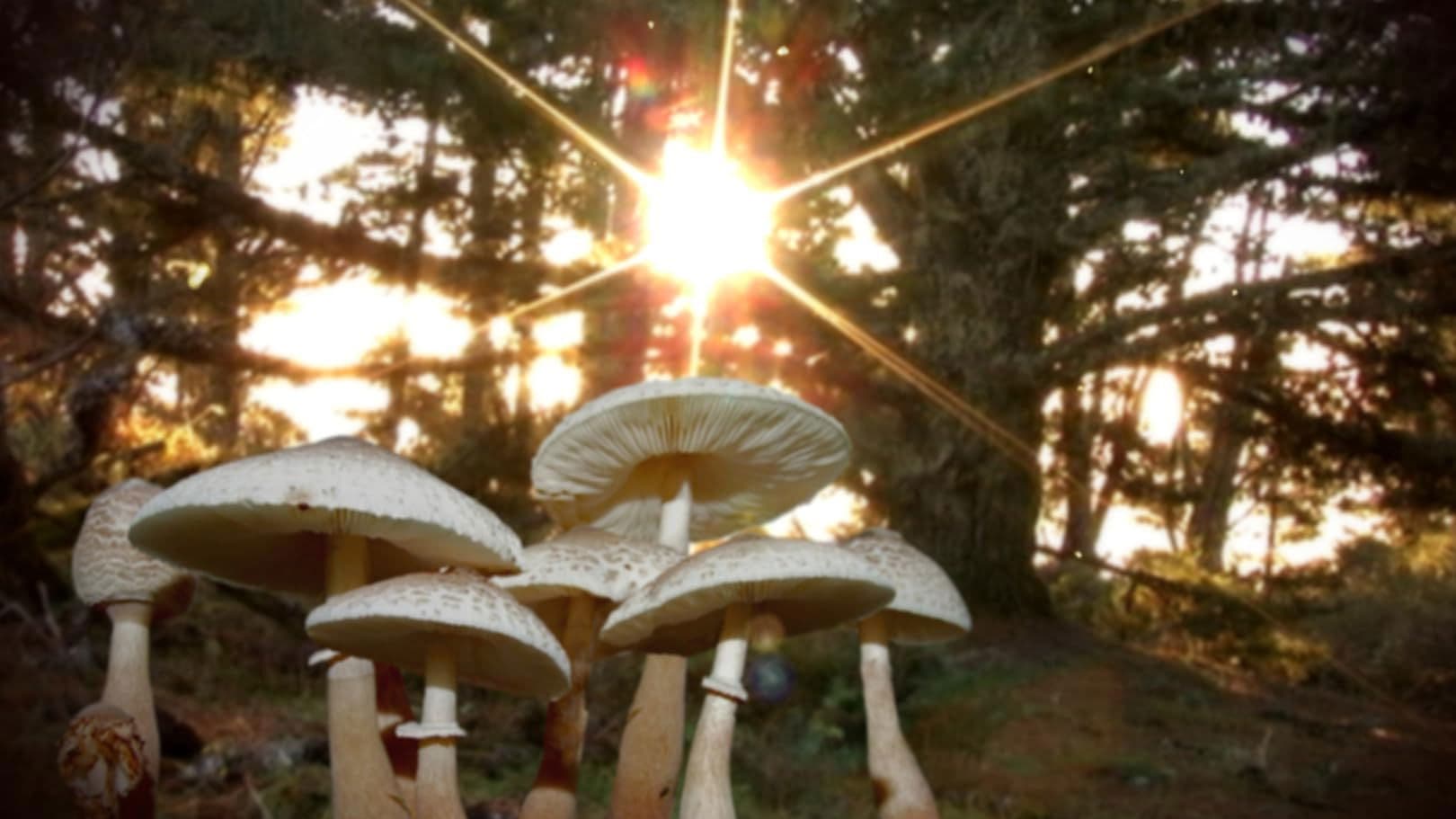 Know Your Mushrooms backdrop