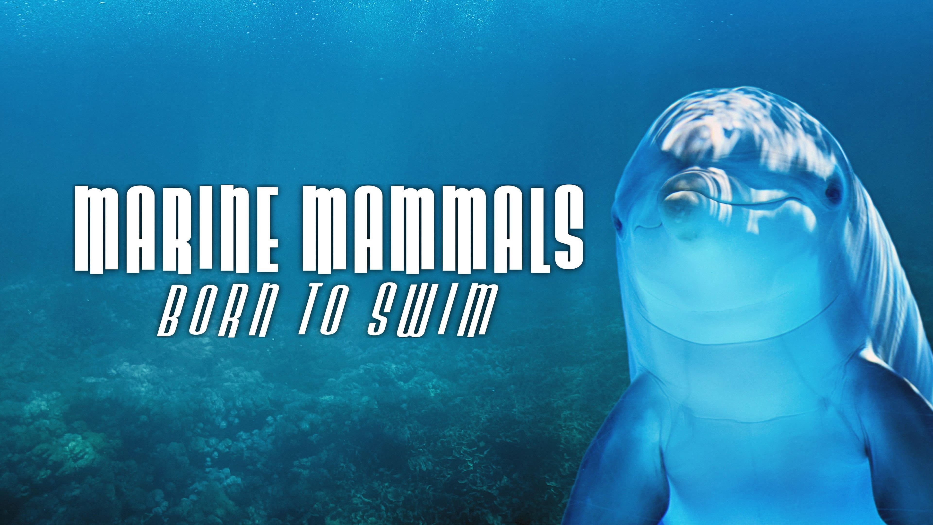 Marine Mammals - Born to Swim backdrop