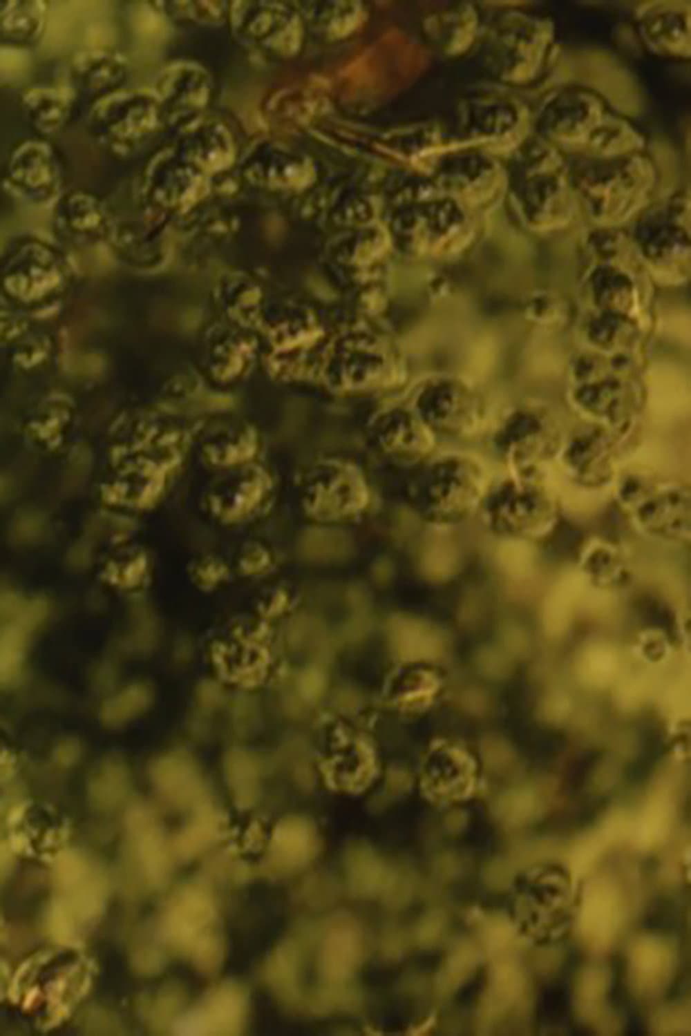 Calyx backdrop