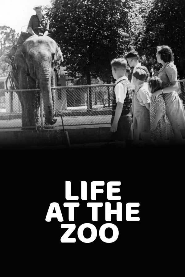 Life at the Zoo backdrop