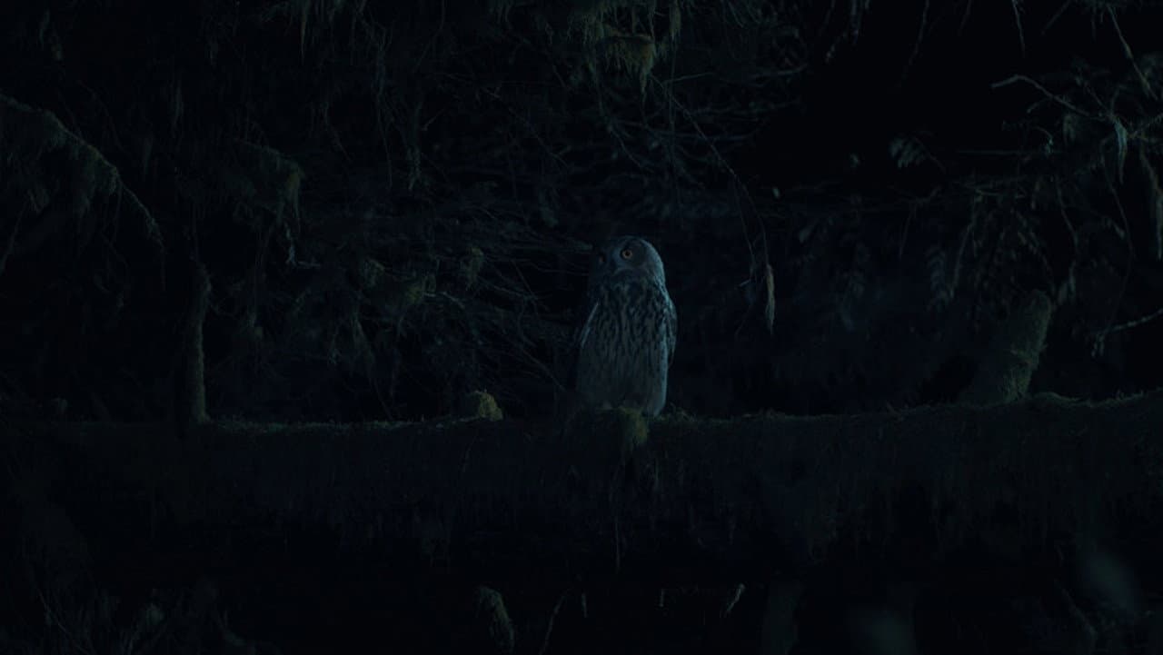 Owl backdrop